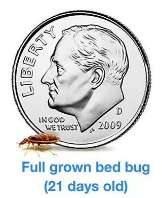 Comparison showing that a bed bug is much smaller than a dime. The Text reads "Full grown bed bug (21 days old)".