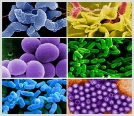 A grid of 6 images of microbes under a microscope